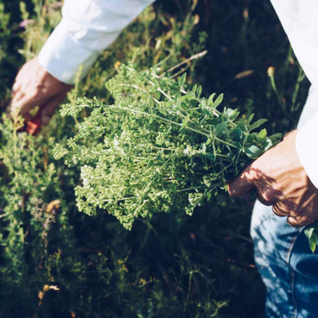 Oregano Essential Oil (Wild Mediterranean)